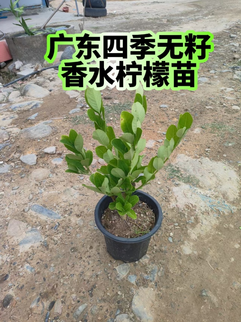 广东四季无籽香水柠檬苗高度30-40公分