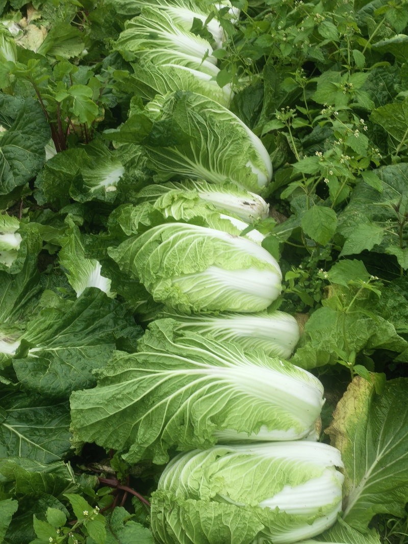 遂宁大白菜青杂三号白菜产地直发一手货源白菜价
