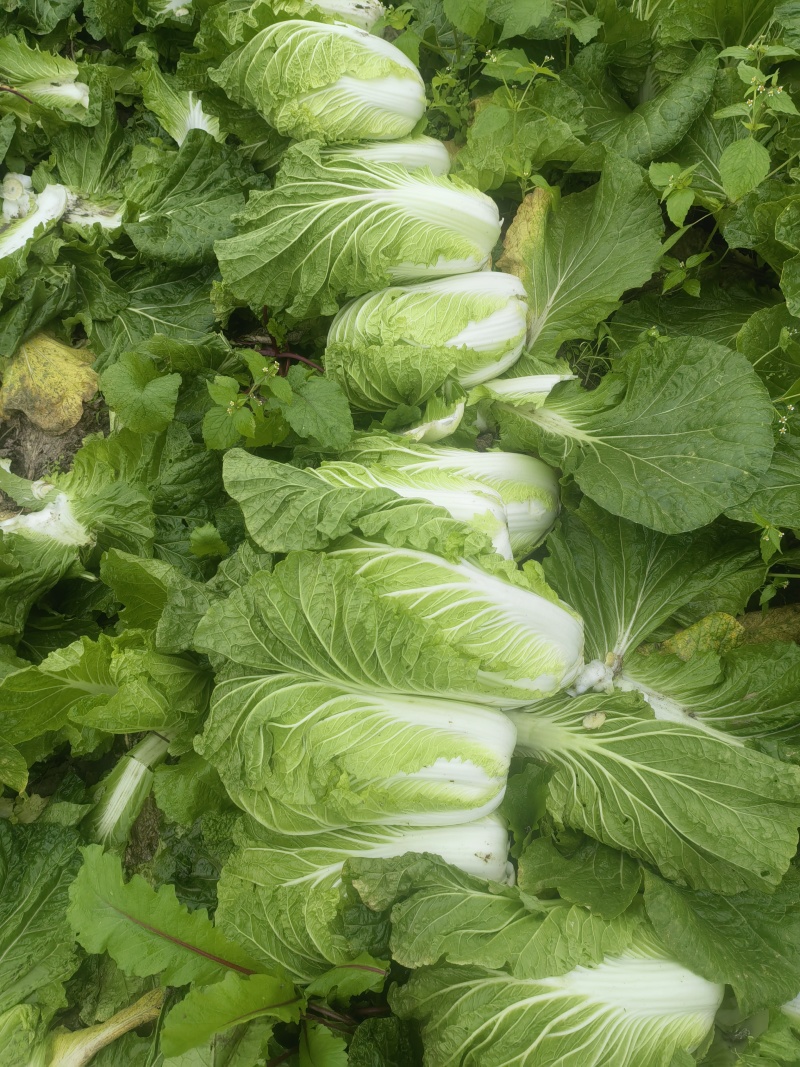 遂宁大白菜青杂三号白菜产地直发一手货源白菜价