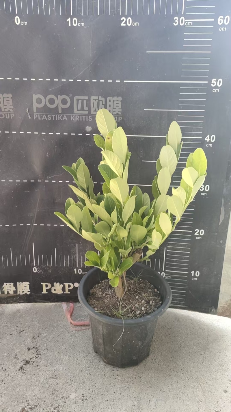 广东四季无籽香水柠檬苗高度30-40公分