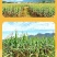 新款耐寒玲珑花球室内浓香盆栽绿植花卉大全庭院水士四季开花