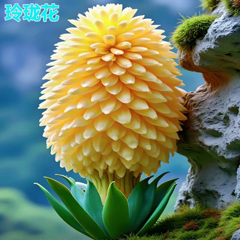 新款耐寒玲珑花球室内浓香盆栽绿植花卉大全庭院水士四季开花