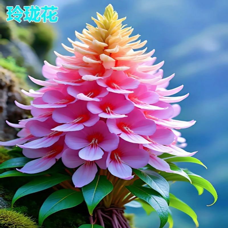 新款耐寒玲珑花球室内浓香盆栽绿植花卉大全庭院水士四季开花