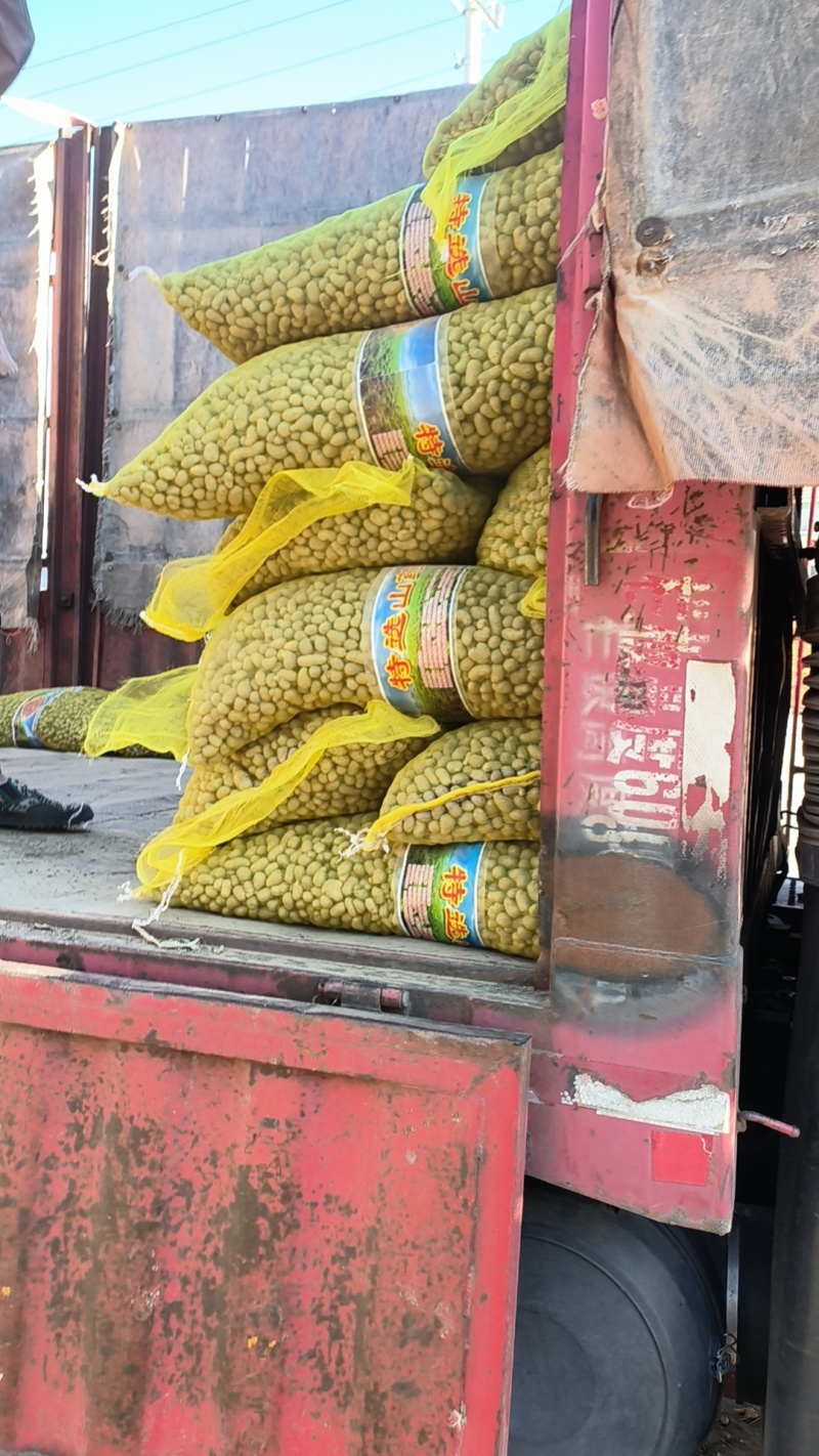 青州白玉山药豆原产地直销，电商中豆育苗大豆串糖球山药豆