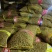 青州白玉山药豆原产地直销，电商中豆育苗大豆串糖球山药豆