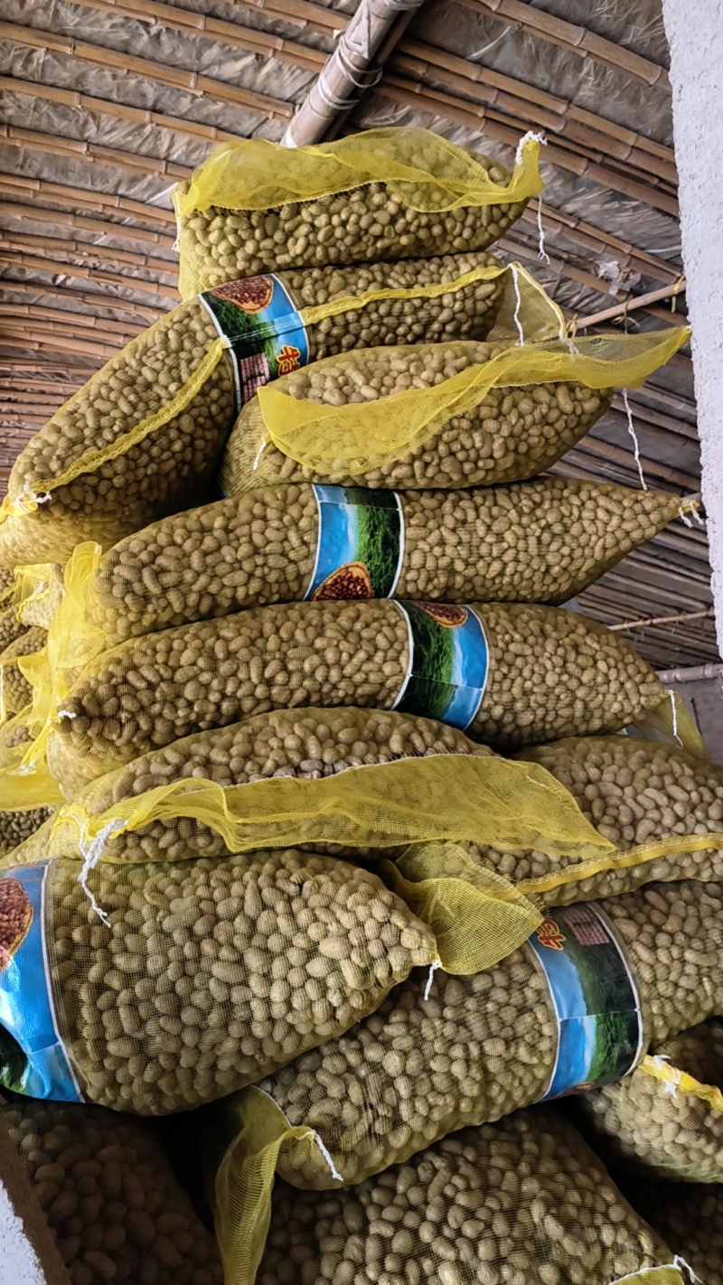 青州白玉山药豆原产地直销，电商中豆育苗大豆串糖球山药豆