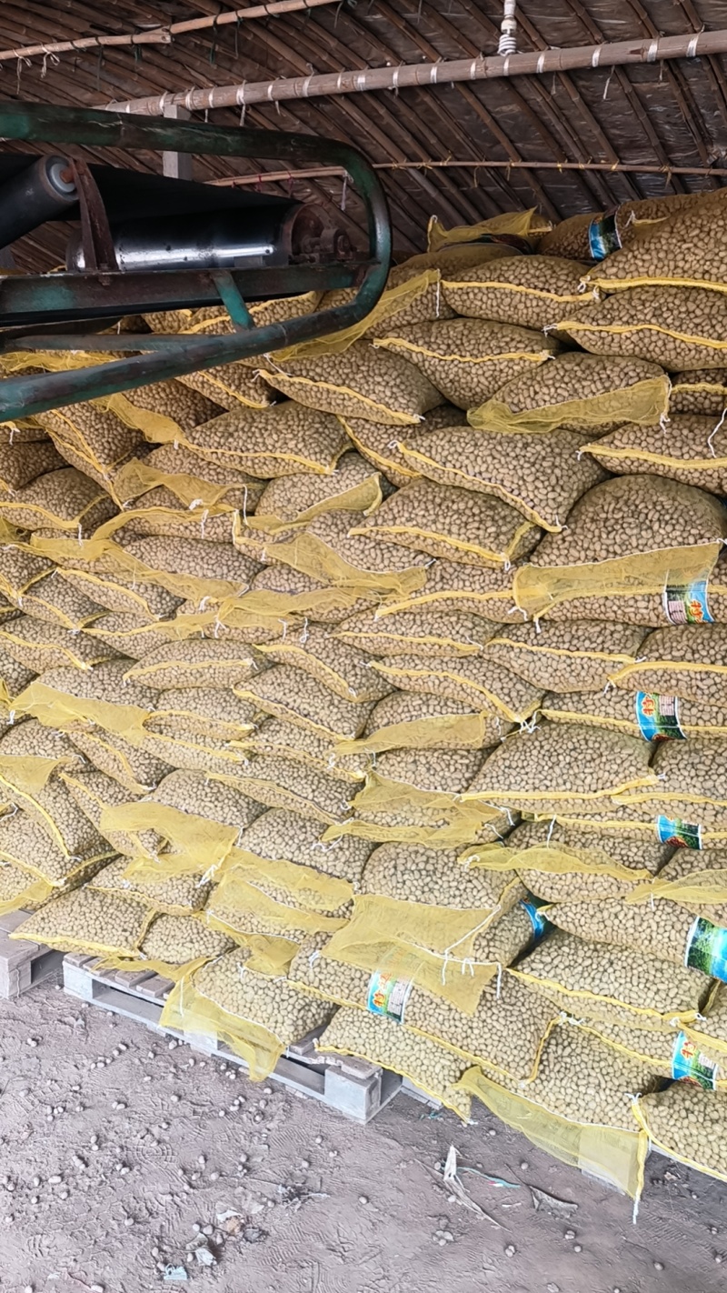 青州白玉山药豆原产地直销，电商中豆育苗大豆串糖球山药豆