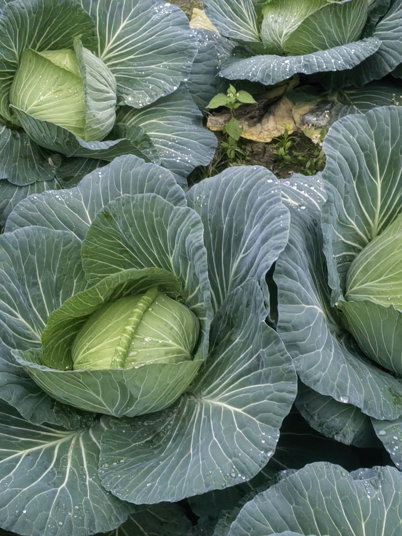 四川遂宁脆包菜圆包菜产地直发一手货源量大从优