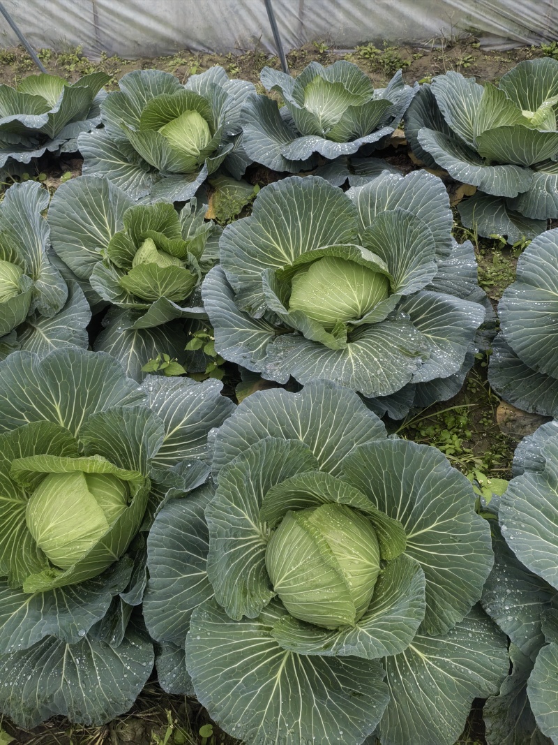 四川遂宁脆包菜圆包菜产地直发一手货源量大从优