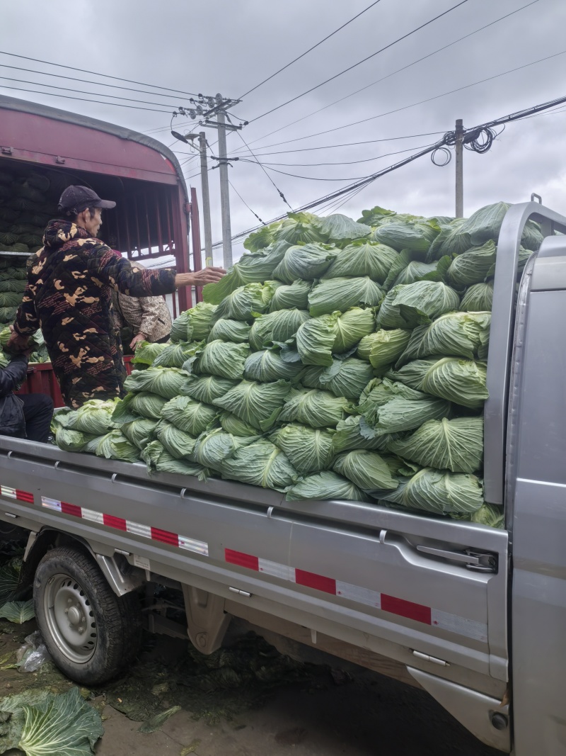 四川遂宁脆包菜圆包菜产地直发一手货源量大从优