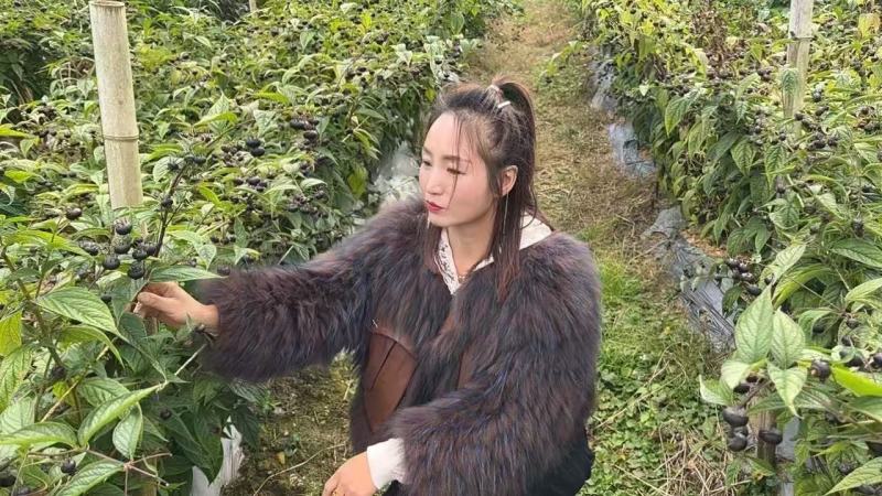 【推荐】云南特产水果红参果，诚信为本品质保证，欢迎采购