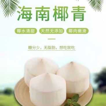 海南椰子，海南文昌本地椰子，皮毛干净，鲜艳，口感极佳