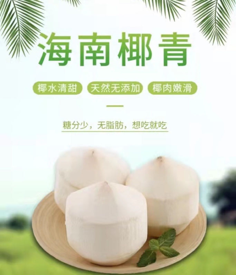 海南椰子，海南文昌本地椰子，皮毛干净，鲜艳，口感极佳