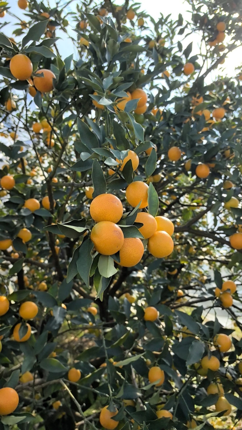 尤溪金桔