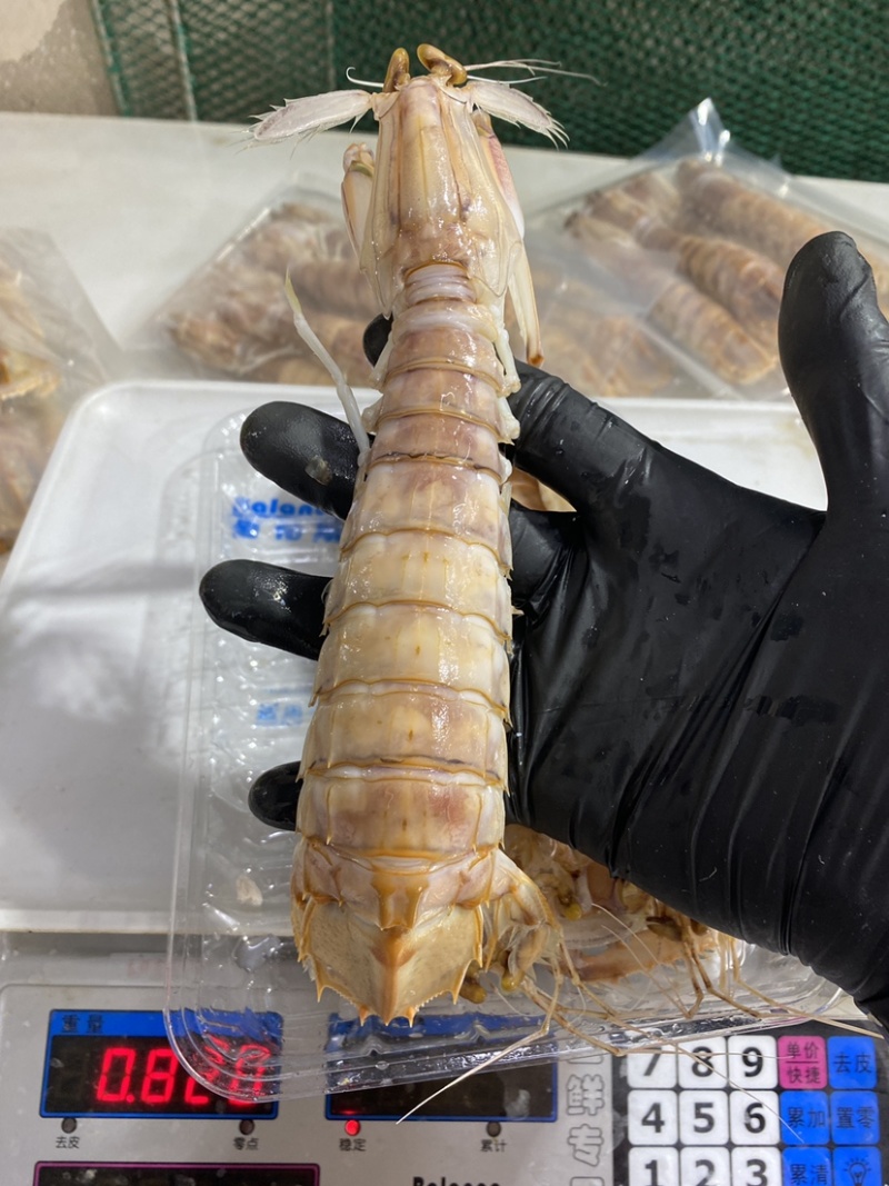 鲜活皮皮虾熟冻赖尿虾虾爬子海鲜海虾北海水产