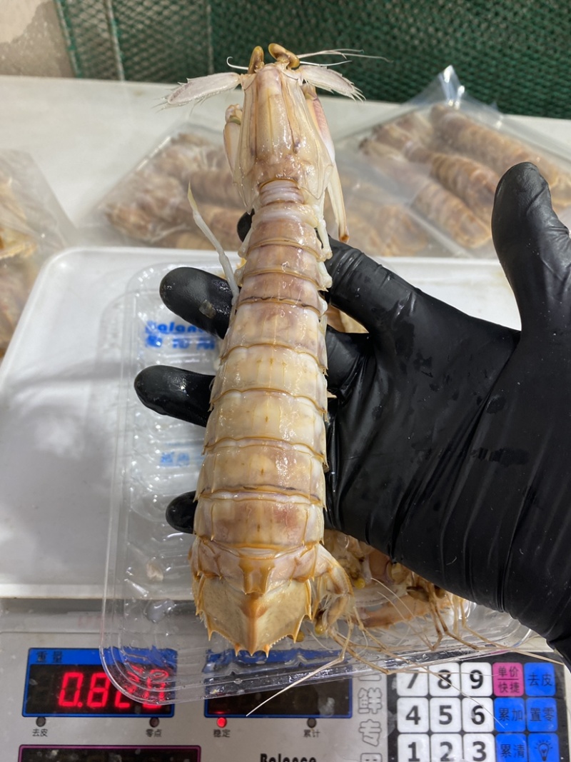 鲜活皮皮虾熟冻赖尿虾虾爬子海鲜海虾北海水产