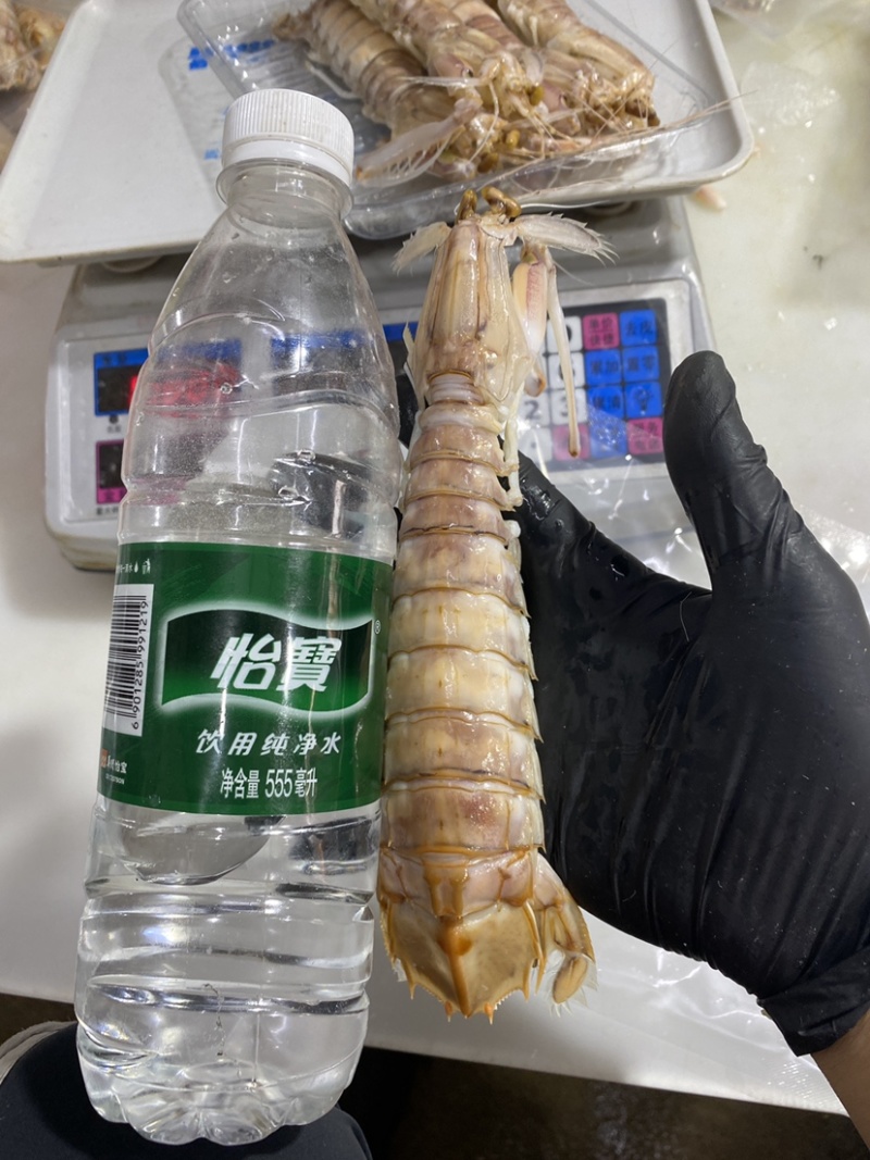 鲜活皮皮虾熟冻赖尿虾虾爬子海鲜海虾北海水产