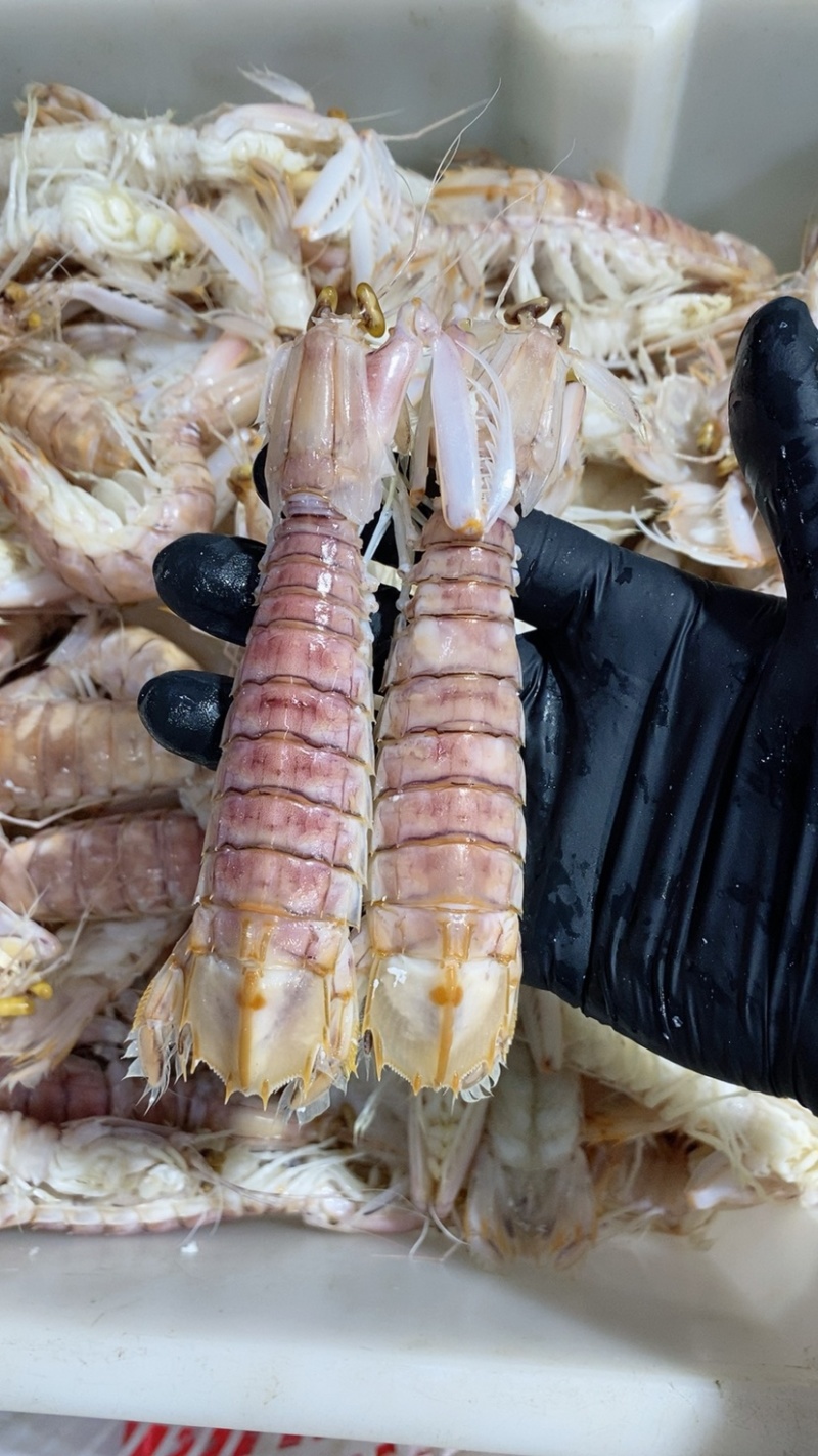 鲜活皮皮虾熟冻赖尿虾虾爬子海鲜海虾北海水产