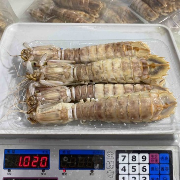 鲜活皮皮虾熟冻赖尿虾虾爬子海鲜海虾北海水产