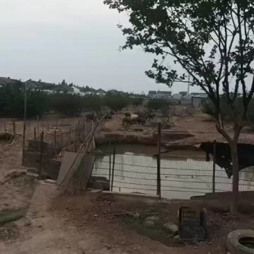 新鲜荆州土猪，当地养殖，健康美味！