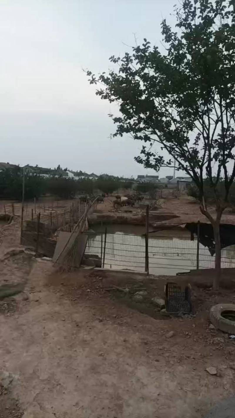 新鲜荆州土猪，当地养殖，健康美味！