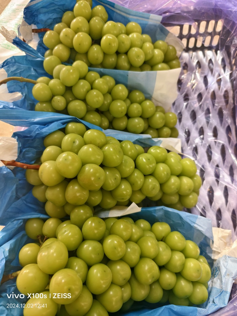 阳光玫瑰葡萄量大从优可视频看货一手货源欢迎选购