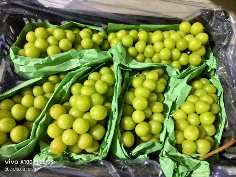 阳光玫瑰葡萄量大从优可视频看货一手货源欢迎选购