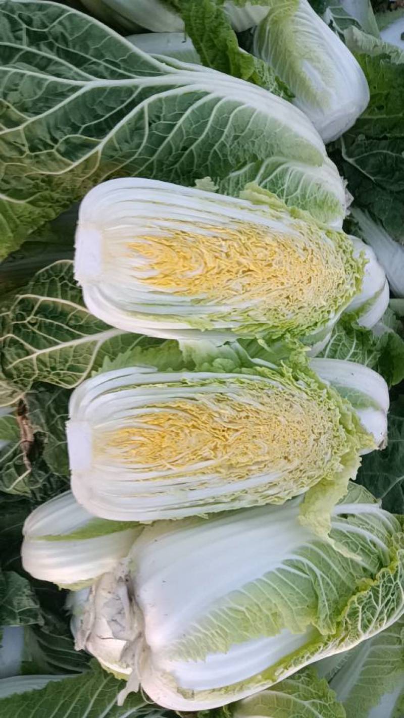 新鲜娃娃菜，健康美味，直供农场，快来选购！