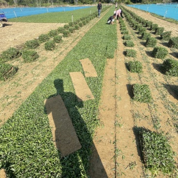 精品大叶油草卷，别墅工地绿化**草皮。。。。