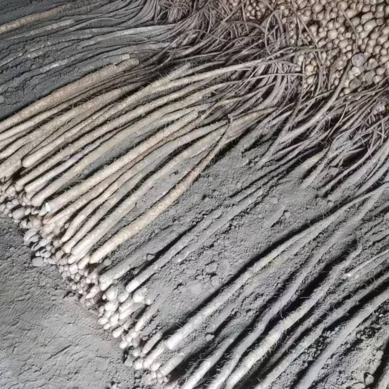 河北铁棍山药