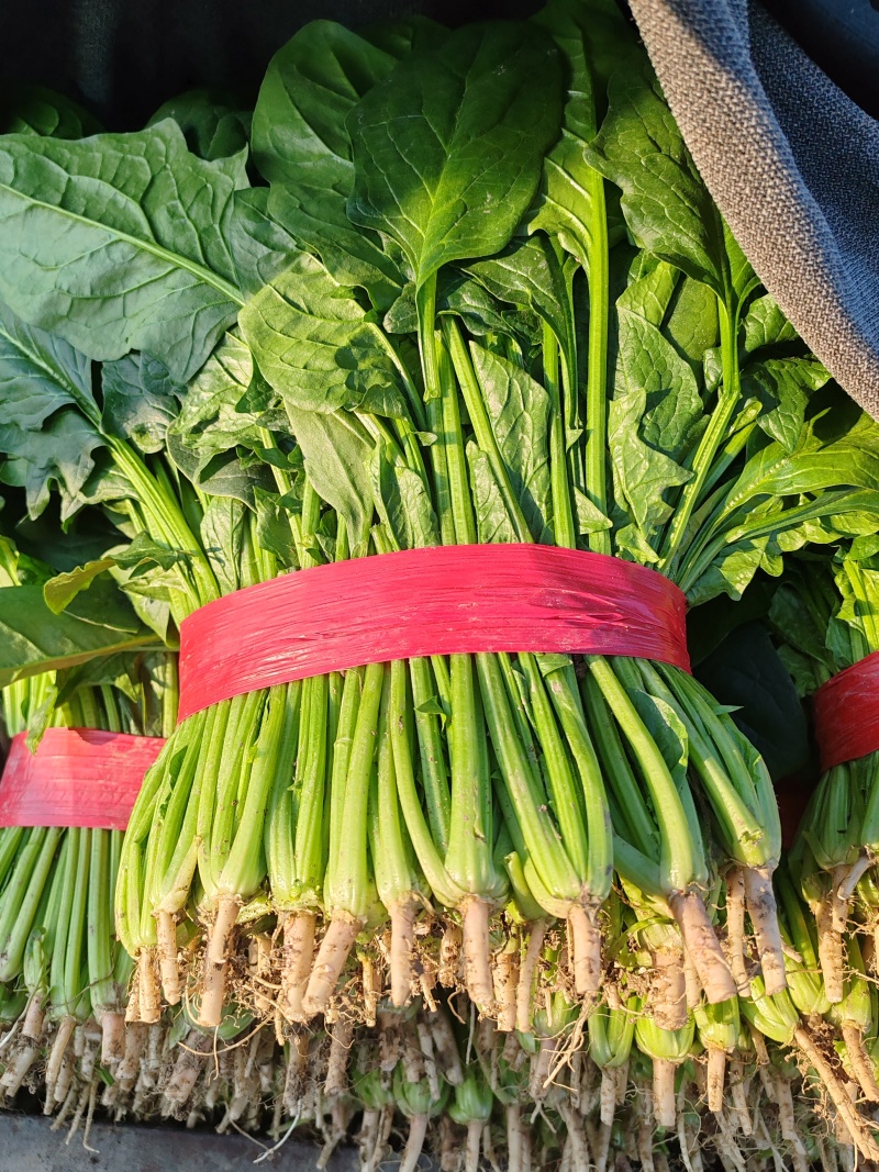 菠菜大量有货