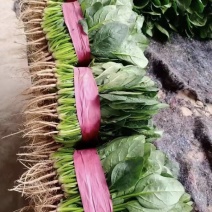 菠菜大量有货