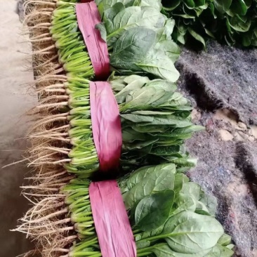 菠菜大量有货