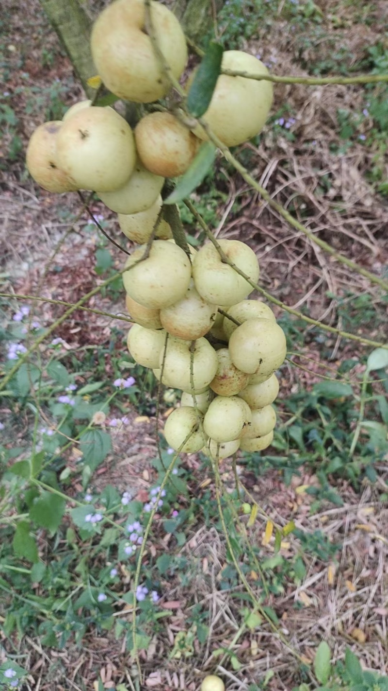 崩坎产地直销保证一手货源
