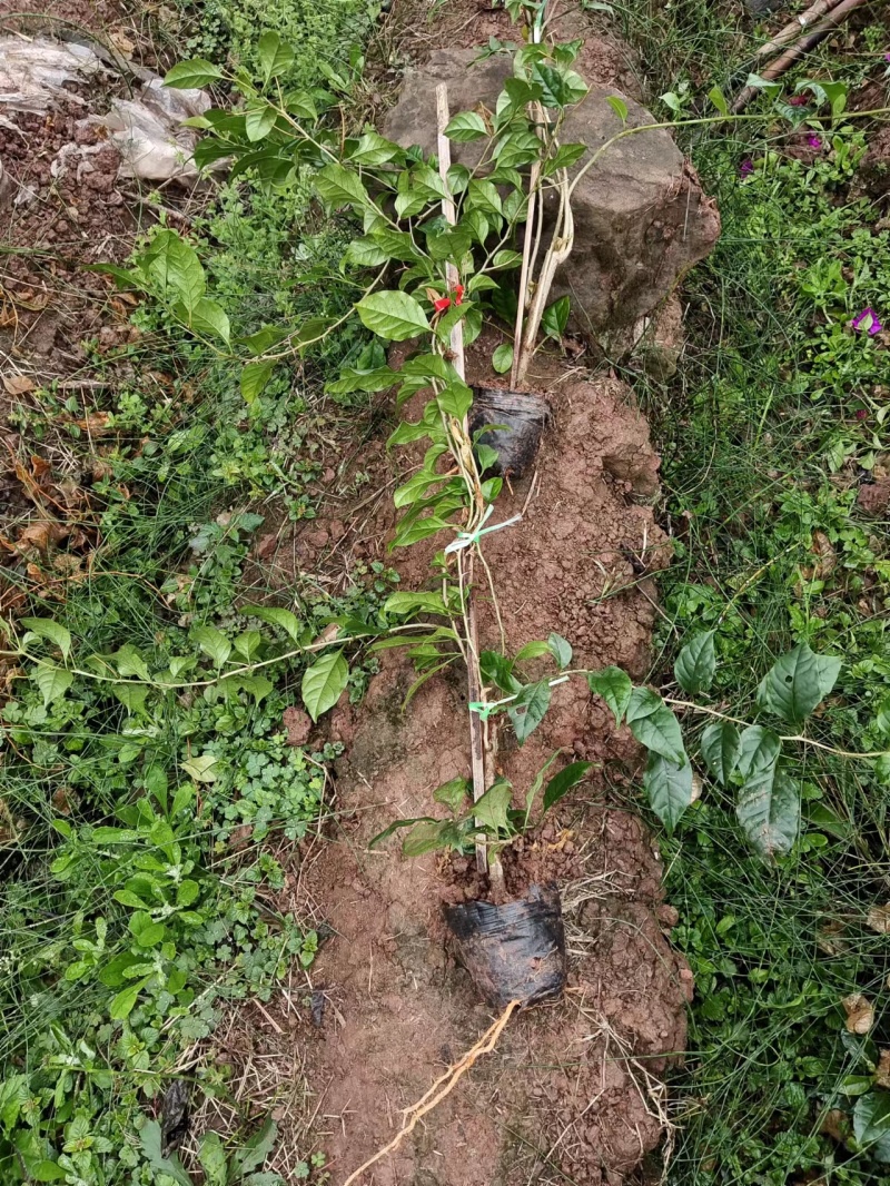 紫色三角梅小杯藤条