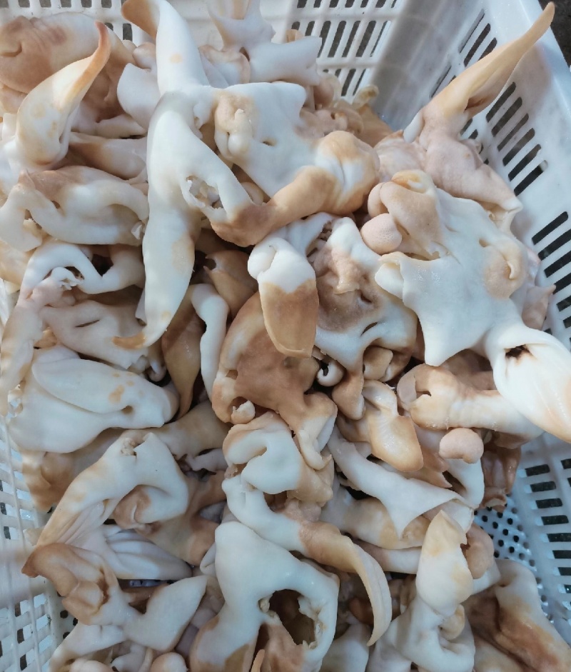 羊脸皮