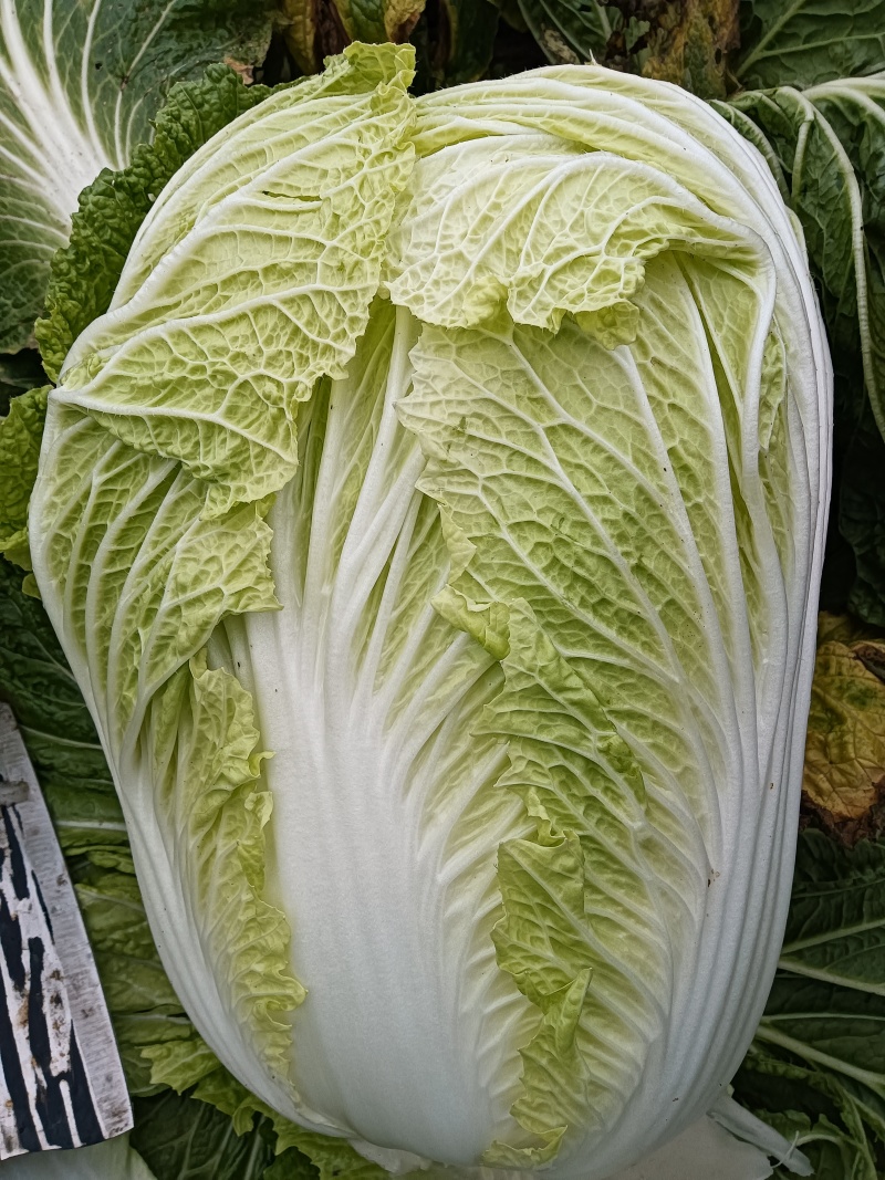 大白菜大量上市，欢迎各位老板们采购