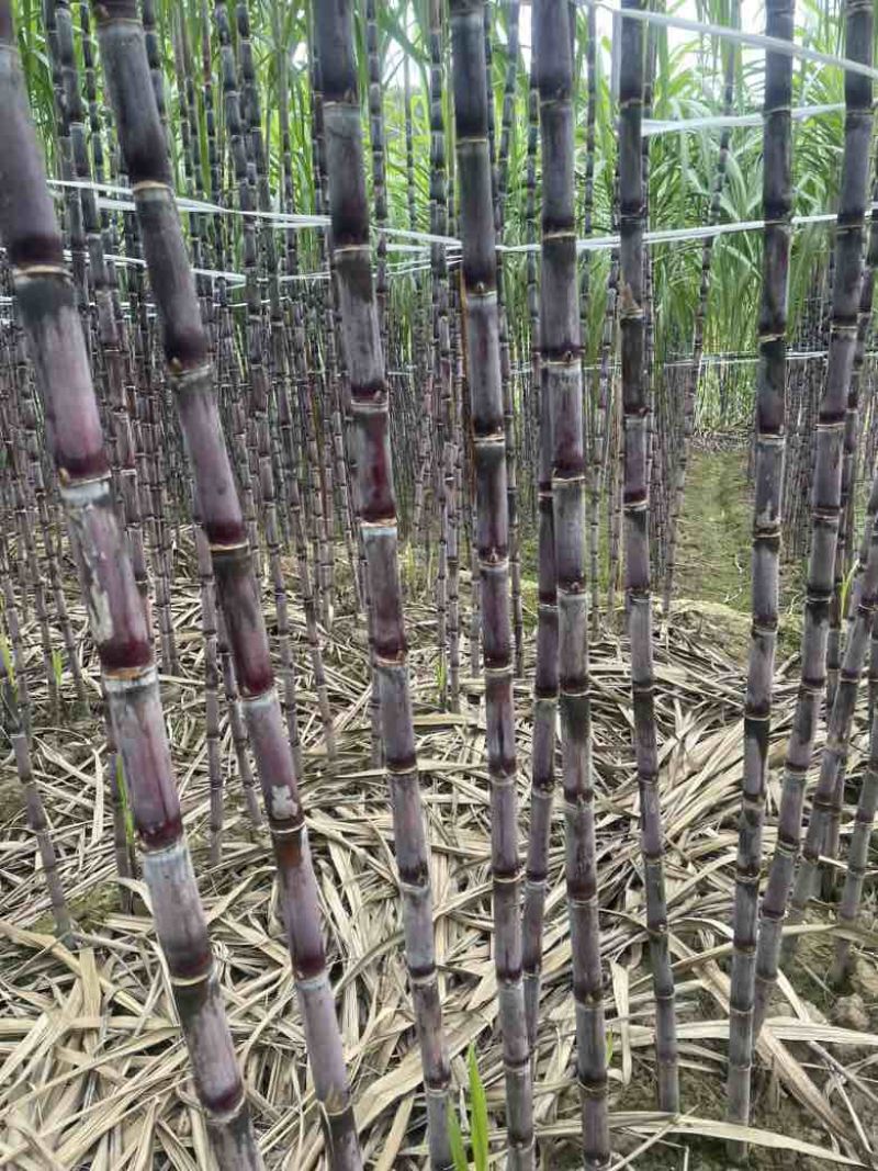 现货黑皮红皮甘蔗电商一件代发市场批发社区团购