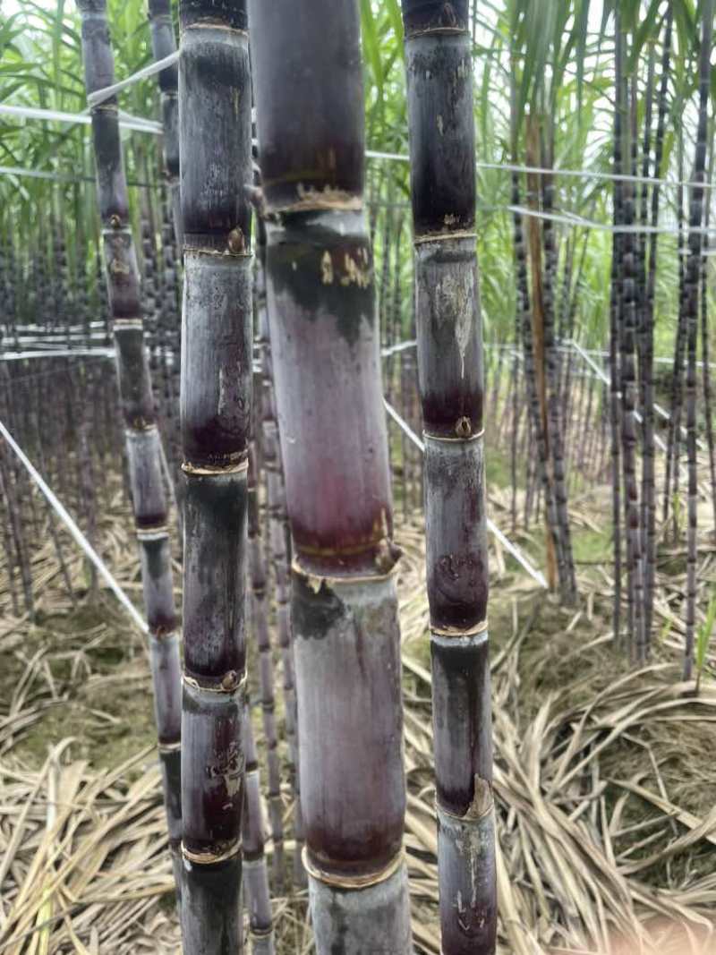 现货黑皮红皮甘蔗电商一件代发市场批发社区团购