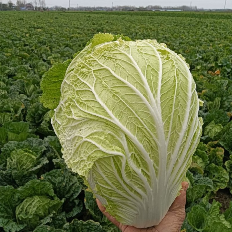 大白菜大量上市，欢迎各位老板们采购