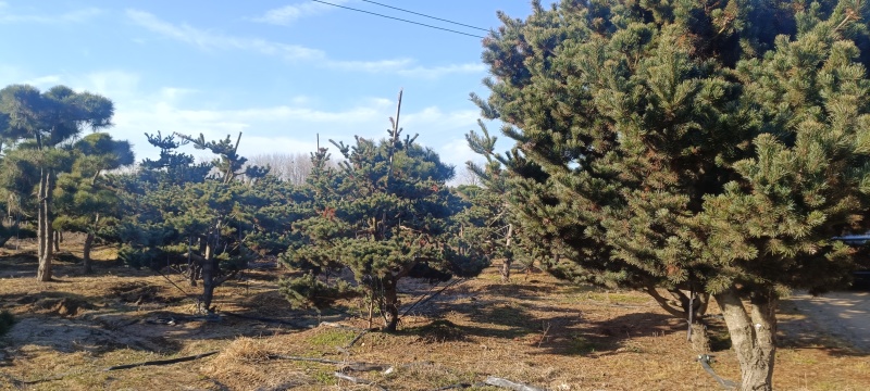 五针松树造型五针松地景树造型黑松
