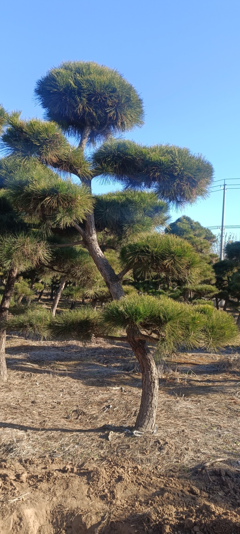 五针松树造型五针松地景树造型黑松