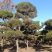 五针松树造型五针松地景树造型黑松