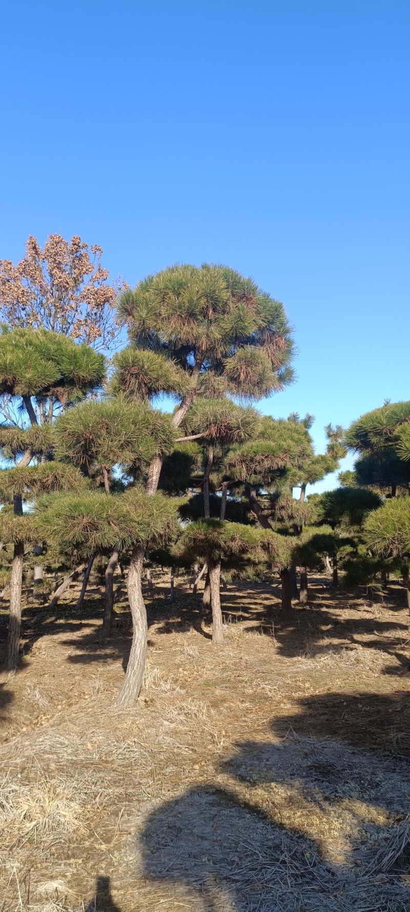 五针松树造型五针松地景树造型黑松