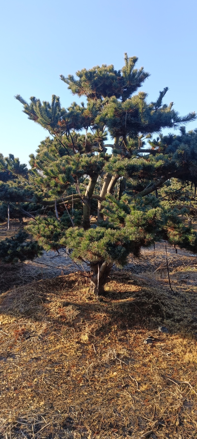五针松树造型五针松地景树造型黑松