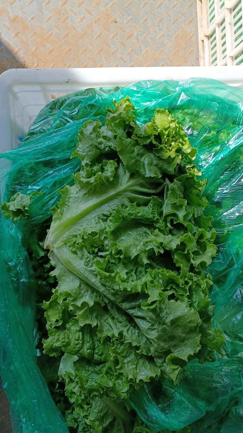 精品生菜