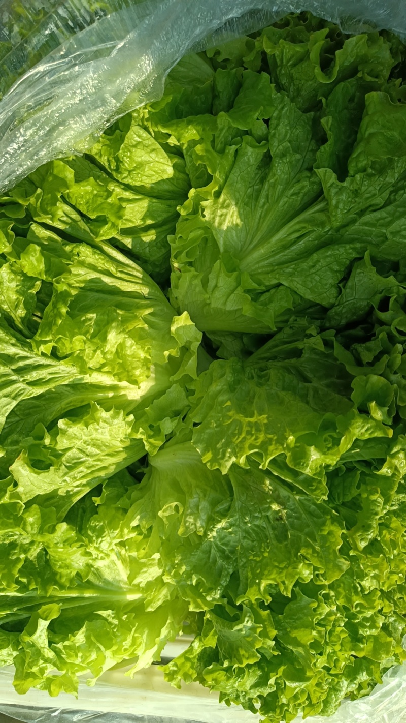 精品生菜