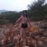 三黄鸡