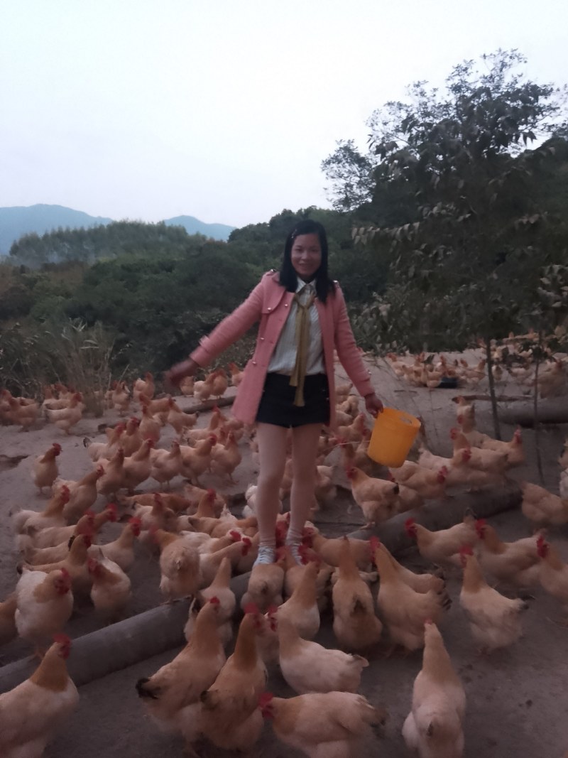 三黄鸡