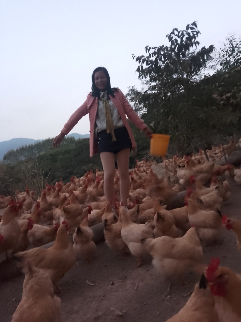 三黄鸡